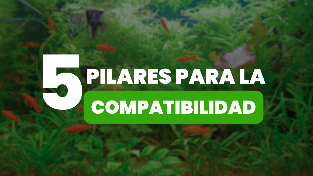 5 Pilares para la Compatibilidad de los peces ¿Qué pez va con...?